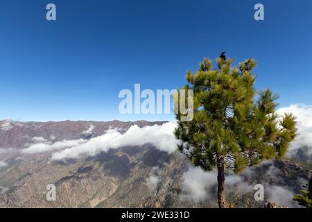 Pico Bejenado comme limite sud de la Caldera de Taburiente sur l'île de la Palma (Canaries, Espagne) Banque D'Images