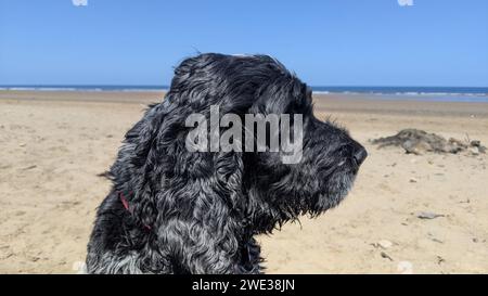 Afficher le type cocker spaniel Banque D'Images