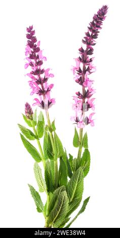 Fleurs de Salvia nemorosa isolées sur fond blanc Banque D'Images