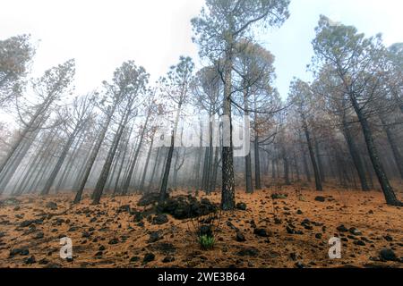 Sentier du volcan sur l'île de la Palma (Canaries, Espagne) Banque D'Images