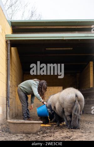 Jeune agricultrice nourrissant des porcs noirs de Majorque pour la sobrasada dans une ferme biologique rurale. Soins et bien-être des animaux en plein air. Banque D'Images