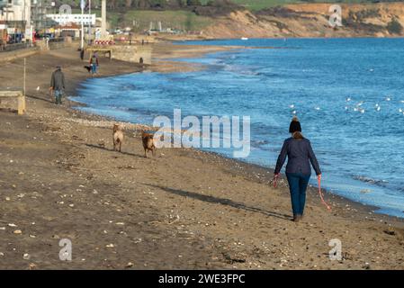 Chiens marchant le long d'une plage de sable en hiver. Banque D'Images