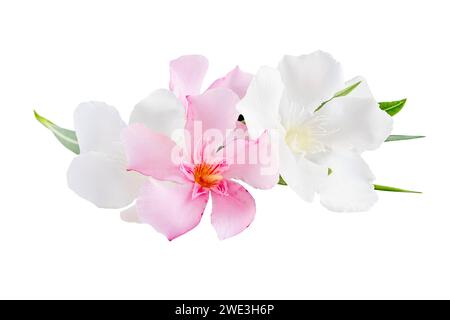 Belles fleurs roses et blanches de lauriers roses isolées sur fond blanc. Fond floral naturel. Banque D'Images