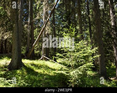 Im Val Trupchun Gemeinde S-chanf am 09.07.2023. Banque D'Images