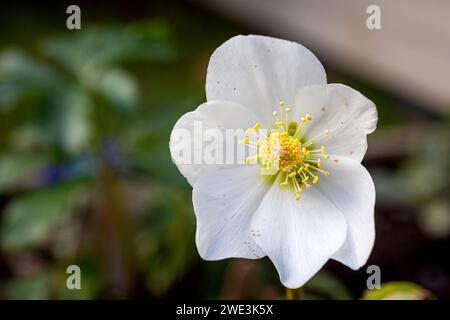 Hellebores dans le jardin. Shaun Fellows / Alamy Banque D'Images