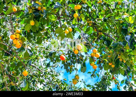 Le Persimmon biologique est planté dans le jardin ou le long du chemin menant à la récolte riche en fruits. Ce sont des fruits nutritifs sucrés bons pour l'homme Banque D'Images