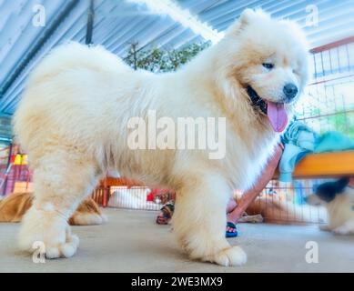 Samoyed est une race de chien de chasse originaire de Sibérie, c'est un chien avec un manteau blanc-neige et une personnalité avec de nombreuses caractéristiques semblables au loup Banque D'Images