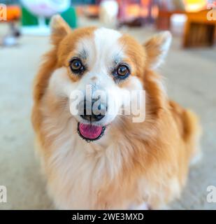 Mignon Corgi avec une fourrure impressionnante dans la maison domestiquée. Ils sont très sympathiques et bons amis avec les humains Banque D'Images