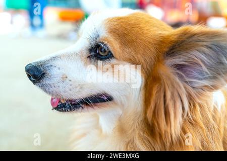 Mignon Corgi avec une fourrure impressionnante dans la maison domestiquée. Ils sont très sympathiques et bons amis avec les humains Banque D'Images