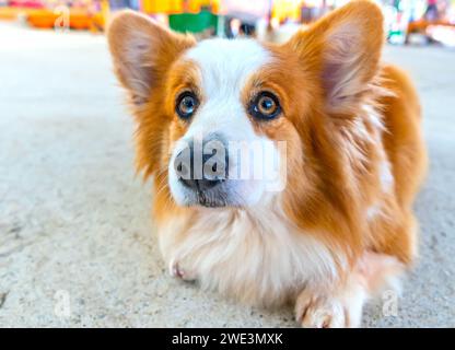 Mignon Corgi avec une fourrure impressionnante dans la maison domestiquée. Ils sont très sympathiques et bons amis avec les humains Banque D'Images