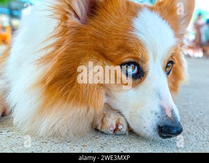 Mignon Corgi avec une fourrure impressionnante dans la maison domestiquée. Ils sont très sympathiques et bons amis avec les humains Banque D'Images