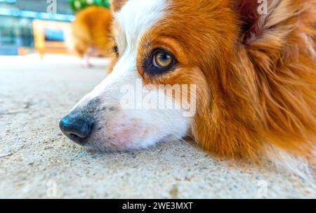 Mignon Corgi avec une fourrure impressionnante dans la maison domestiquée. Ils sont très sympathiques et bons amis avec les humains Banque D'Images