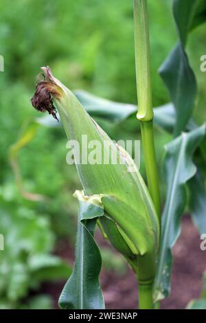 Maïs doux, Zea mays, de variété inconnue, épi sur plante avec des soies en gros plan avec un fond de feuilles floues. Banque D'Images