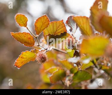 Hêtre européen ou hêtre violet. Branche de hêtre cuivré (Fagus sylvatica purpurea) avec cupules de noix. Fond floral. Flou artistique. Mise au point sélective. Banque D'Images