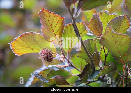 Hêtre européen ou hêtre violet. Branche de hêtre cuivré (Fagus sylvatica purpurea) avec cupules de noix. Fond floral. Flou artistique. Mise au point sélective. Banque D'Images