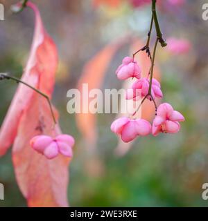 Branche de broche en automne. Les fruits d'un arbre à broche, Euonymus europaea, poussant dans le parc. Banque D'Images