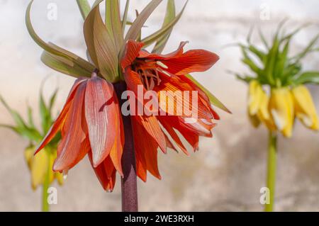 Couronne impériale fleurie dans le jardin de printemps. Fritillaria imperialis, la couronne impériale, fritillaire impériale ou couronne de Kaiser. Mise au point sélective. Wallpape Banque D'Images