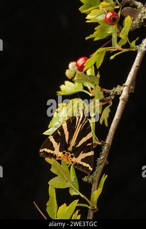 Jersey Tiger Moth : Euplagia quadripunctaria, Surrey, Royaume-Uni. Banque D'Images