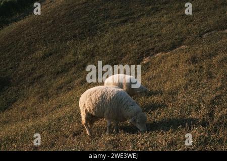 Les deux moutons paissent sur une colline herbeuse, se livrant paisiblement à leur repas Banque D'Images