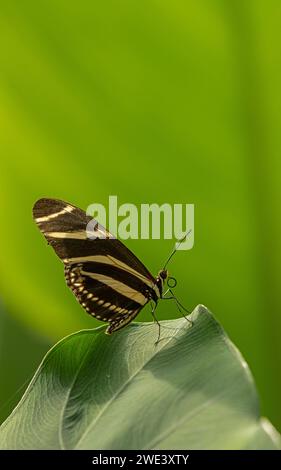 Zebra Longwing Butterfly : Heliconius charithonia. Spécimen captif dans la maison du papillon. Banque D'Images