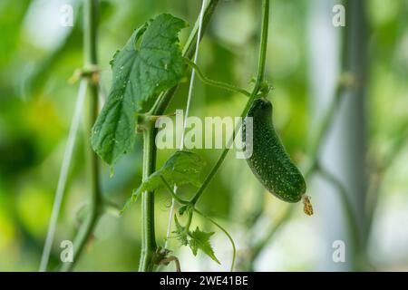 Plantes en serre. Concombre de serre. Plants de concombre en croissance. Concombre (Cucumis sativus) Banque D'Images