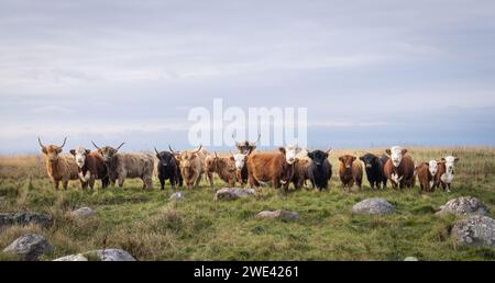 Bétail aligné dans une prairie côtière. Lignée de bovins Hereford et Highland debout dans un champ en été. Photo de couverture. Bannière horizontale. Banque D'Images