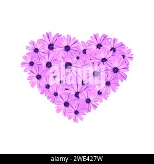 Saint Valentin concept forme de coeur faite de fleurs de marguerites roses isolées sur fond blanc. Un cœur de fleurs, idée de concept de papier peint de printemps. Banque D'Images