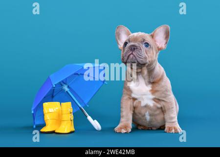 Mignon faon bleu chien Bulldog français chiot à côté de bottes en caoutchouc de pluie et parapluie sur fond bleu Banque D'Images