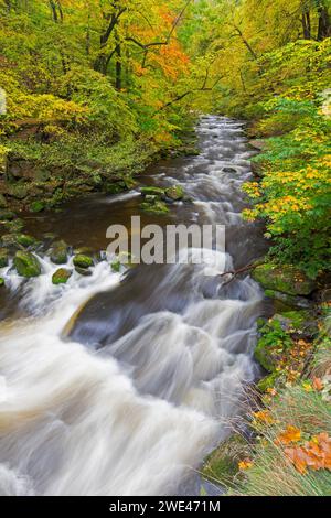 Rivière Bode courant à travers la forêt montrant des couleurs d'automne / couleurs d'automne à la réserve naturelle de la vallée de Bode dans les montagnes du Harz, Saxe-Anhalt, Allemagne Banque D'Images