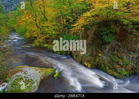 Rivière Bode courant à travers la forêt montrant des couleurs d'automne / couleurs d'automne à la réserve naturelle de la vallée de Bode dans les montagnes du Harz, Saxe-Anhalt, Allemagne Banque D'Images