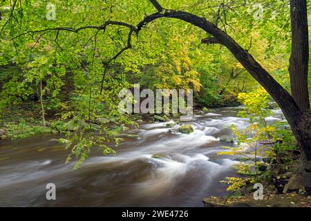 Rivière Bode courant à travers la forêt montrant des couleurs d'automne / couleurs d'automne à la réserve naturelle de la vallée de Bode dans les montagnes du Harz, Saxe-Anhalt, Allemagne Banque D'Images