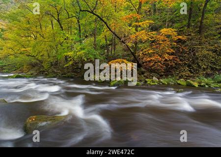 Rivière Bode courant à travers la forêt montrant des couleurs d'automne / couleurs d'automne à la réserve naturelle de la vallée de Bode dans les montagnes du Harz, Saxe-Anhalt, Allemagne Banque D'Images