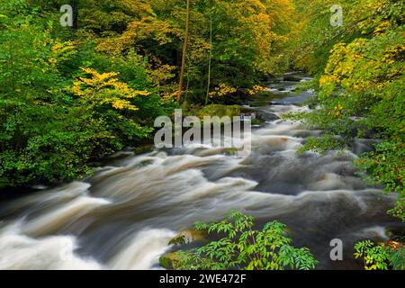 Rivière Bode courant à travers la forêt montrant des couleurs d'automne / couleurs d'automne à la réserve naturelle de la vallée de Bode dans les montagnes du Harz, Saxe-Anhalt, Allemagne Banque D'Images