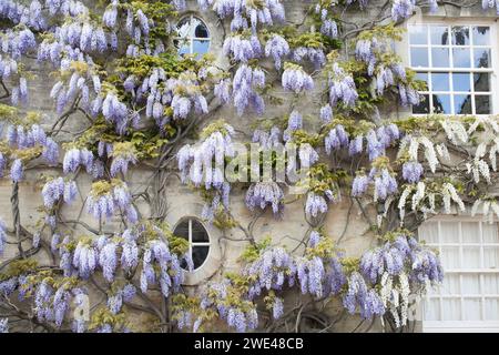 Un ancien bâtiment couvert de Wisteria à Woodstock, Oxfordshire, Royaume-Uni Banque D'Images