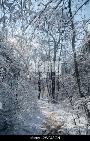 Beau paysage forestier enneigé d'hiver. Un chemin bien foulé dans le parc, il n'y a personne. Serbie Belgrade Banque D'Images