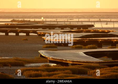 Route de planches en bois dans Gaomei Wetland, Taichung, Taiwan. Banque D'Images