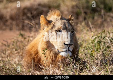 ESwatini, Swaziland, Hlane Royal National Park, Lion (Panthera leo), homme Banque D'Images