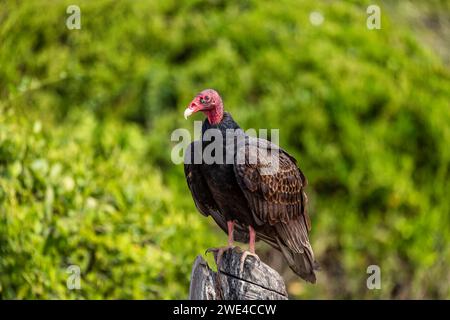 Le vautour du dindon (Cathartes aura), le plus répandu des vautours du Nouveau monde dans le genre Cathartes de la famille Cathartidae. Département d'El Paso Cesar. Banque D'Images