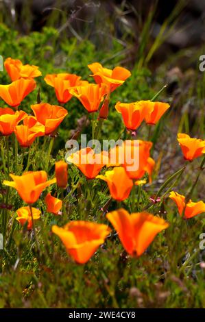 Poppy le long de Catherine Creek Sentier d', Columbia River Gorge National Scenic Area, New York Banque D'Images