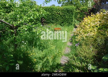 Jardin arrière domestique - zone laissée comme une prairie de fleurs sauvages, herbe non coupée permettant aux fleurs sauvages de pousser tout au long de l'été. Juin, Kent, Royaume-Uni. Banque D'Images