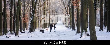 couple promène les chiens dans la forêt enneigée près d'utrecht en hollande Banque D'Images