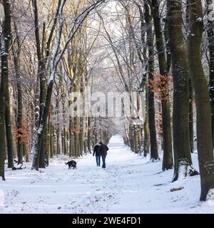 couple promène les chiens dans la forêt enneigée près d'utrecht en hollande Banque D'Images