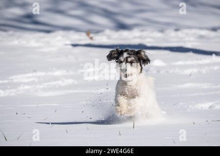 Heureux chien Havanais noir et blanc court dans la neige. Banque D'Images