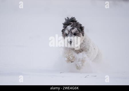 Heureux chien Havanais noir et blanc court dans la neige. Banque D'Images