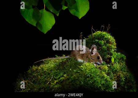 Souris bois Apodemus sylvaticus UK Banque D'Images