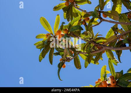 Gros plan de l'arbre Loquat (Eriobotrya japonica) : branches, feuilles et fruits à Roccella Ionica, Calabre, Italie Banque D'Images