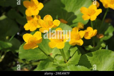 Les marais Marigolds jaune brillant, Caltha palustris Banque D'Images