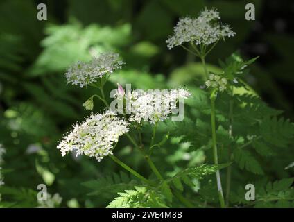 Gros plan des fleurs Sweet Cicely, Myrrhis odorata Banque D'Images