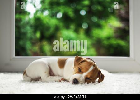 Chiot Jack Russell Terrier de deux mois dormant sur un tapis blanc confortable à l'intérieur de la maison. Feuilles vertes luxuriantes à l'extérieur de la grande fenêtre claire Banque D'Images