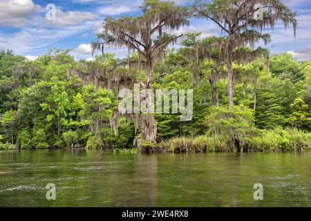 Le parc d’État de Wakulla Springs, la source d’eau douce la plus grande et la plus profonde au monde, près de Tallahassee, en Floride Banque D'Images